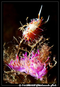 Nudibranchs (Cratena peregrina & Flabellina affinis). by Ferdinando Meli 
